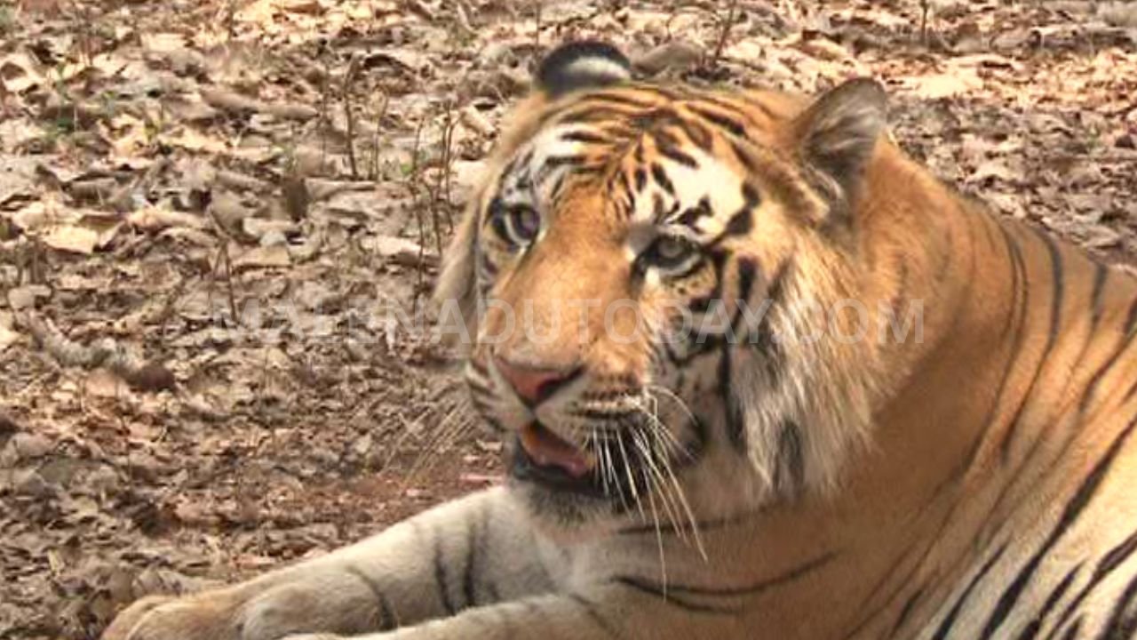 tyavarekoppa lion and tiger safari