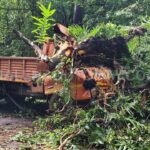 soraba Tree Falls on Canter