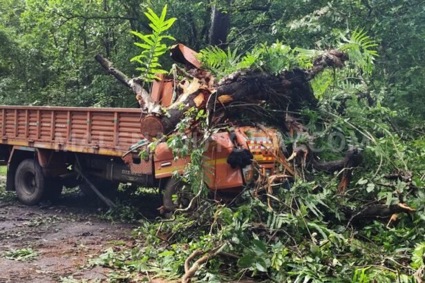 soraba Tree Falls on Canter