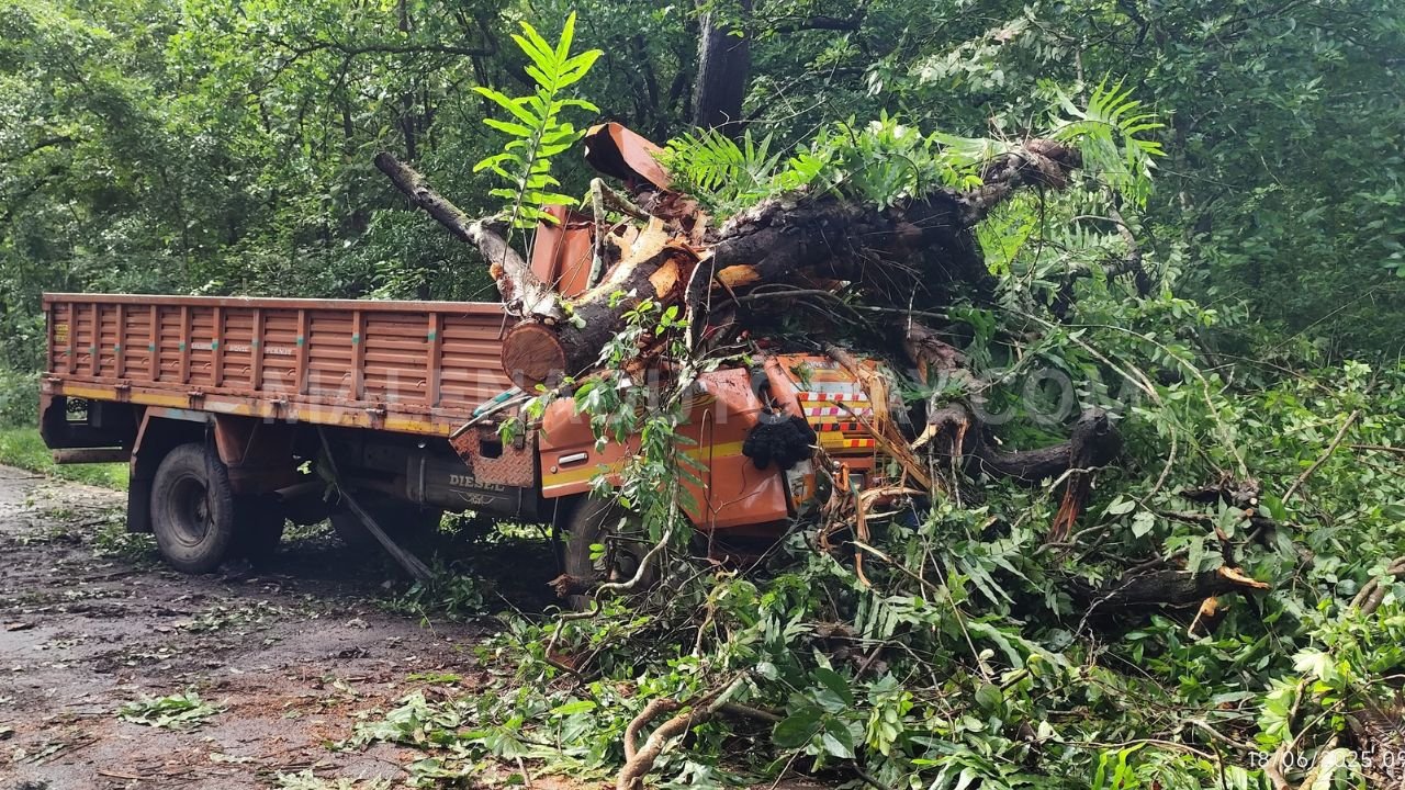 soraba Tree Falls on Canter