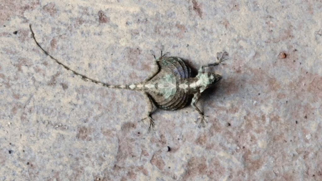 flying lizard
