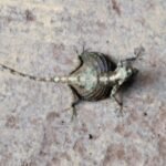 flying lizard