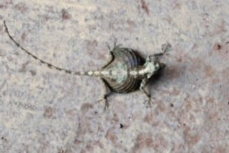flying lizard