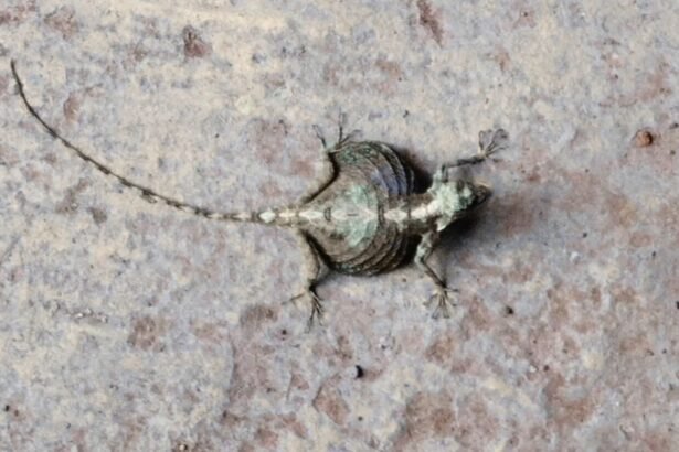 flying lizard