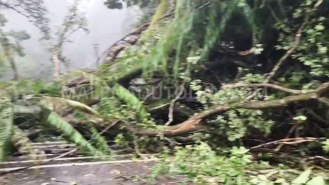 A huge tree has fallen across the road near the Agumbe Ghati Forest Check Post, obstructing traffic.