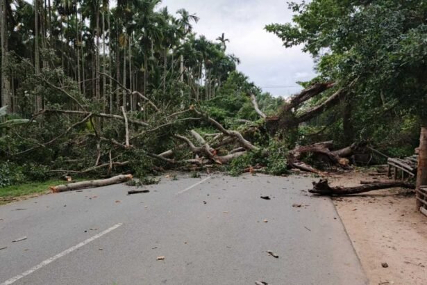 tree fallen on road