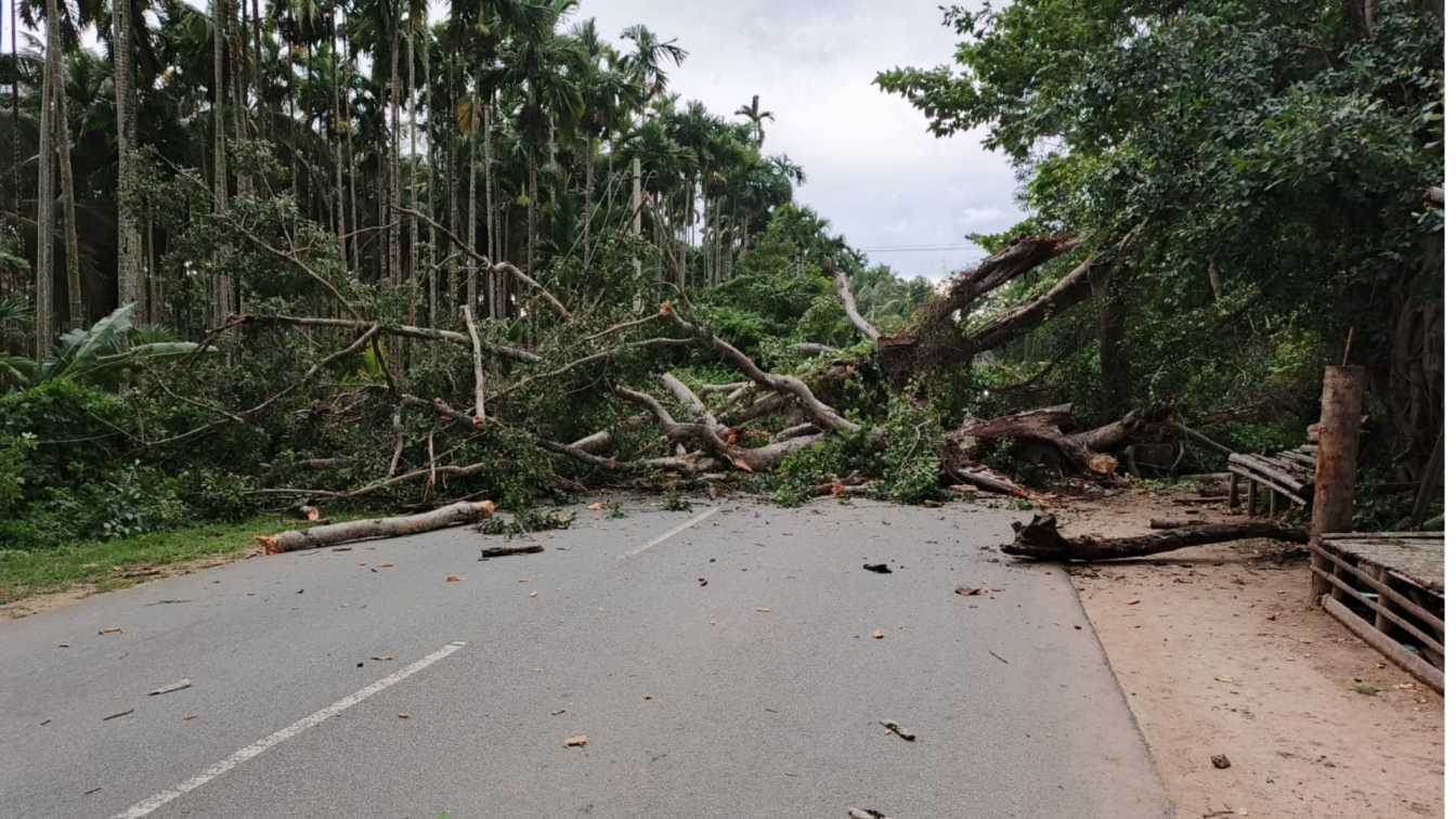 tree fallen on road