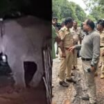 elephant in kundapura 