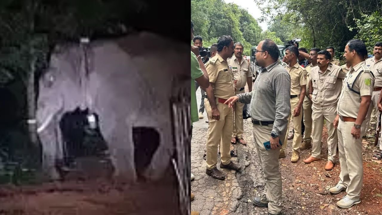 elephant in kundapura