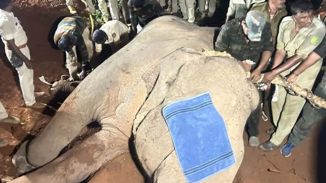 radio color elephant siddapura capture