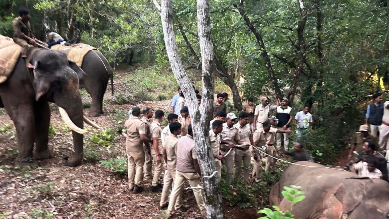radio color elephant siddapura capture