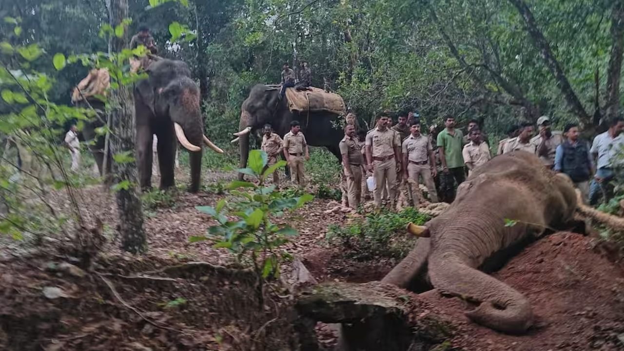 radio color elephant siddapura capture