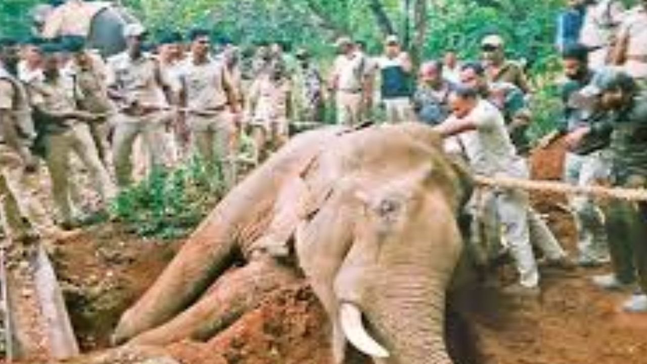 radio color elephant siddapura capture