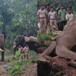 radio color elephant siddapura capture
