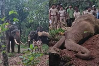 radio color elephant siddapura capture