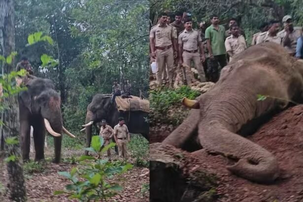 radio color elephant siddapura capture