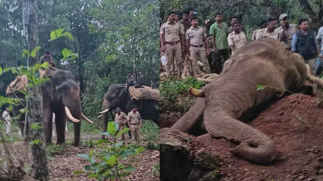 radio color elephant siddapura capture