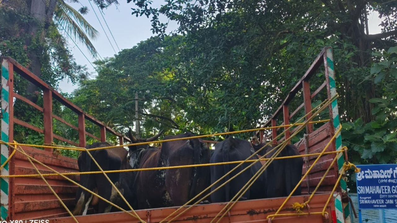 operatoperation Slaughterion Slaughter