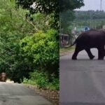 elephant