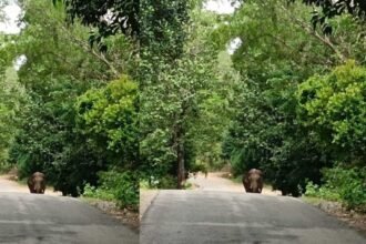 elephant news today ಒಂಟಿ ಕಾಡಾನೆ