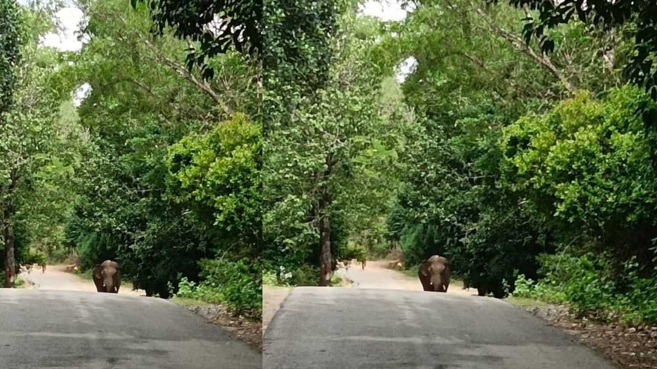 elephant news today ಒಂಟಿ ಕಾಡಾನೆ