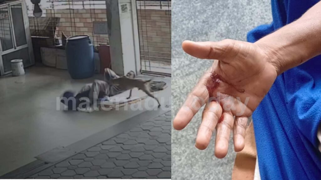 shivamogga street dog problem