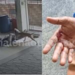 mad dog attack