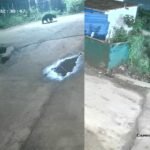 bear spotted in hadonahalli