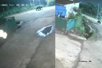 bear spotted in hadonahalli