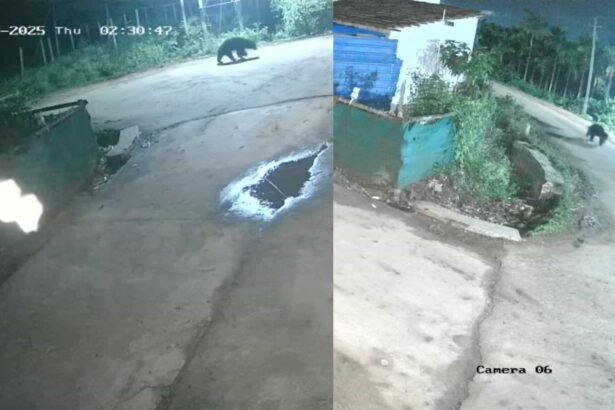 bear spotted in hadonahalli