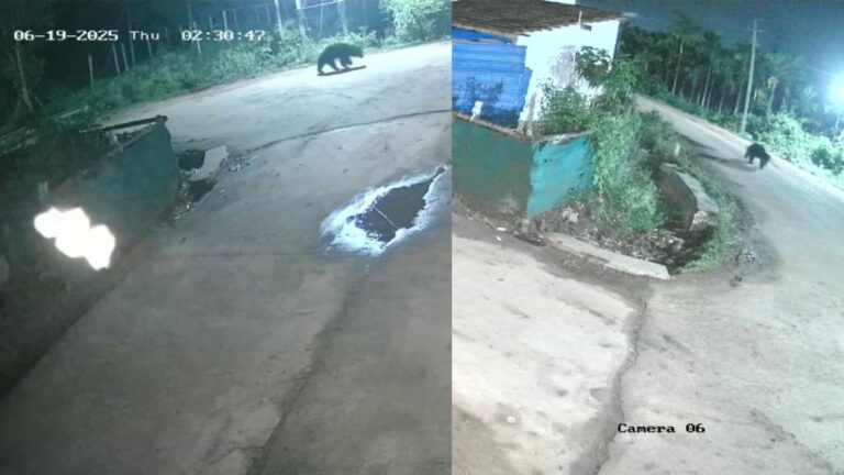 bear spotted in hadonahalli