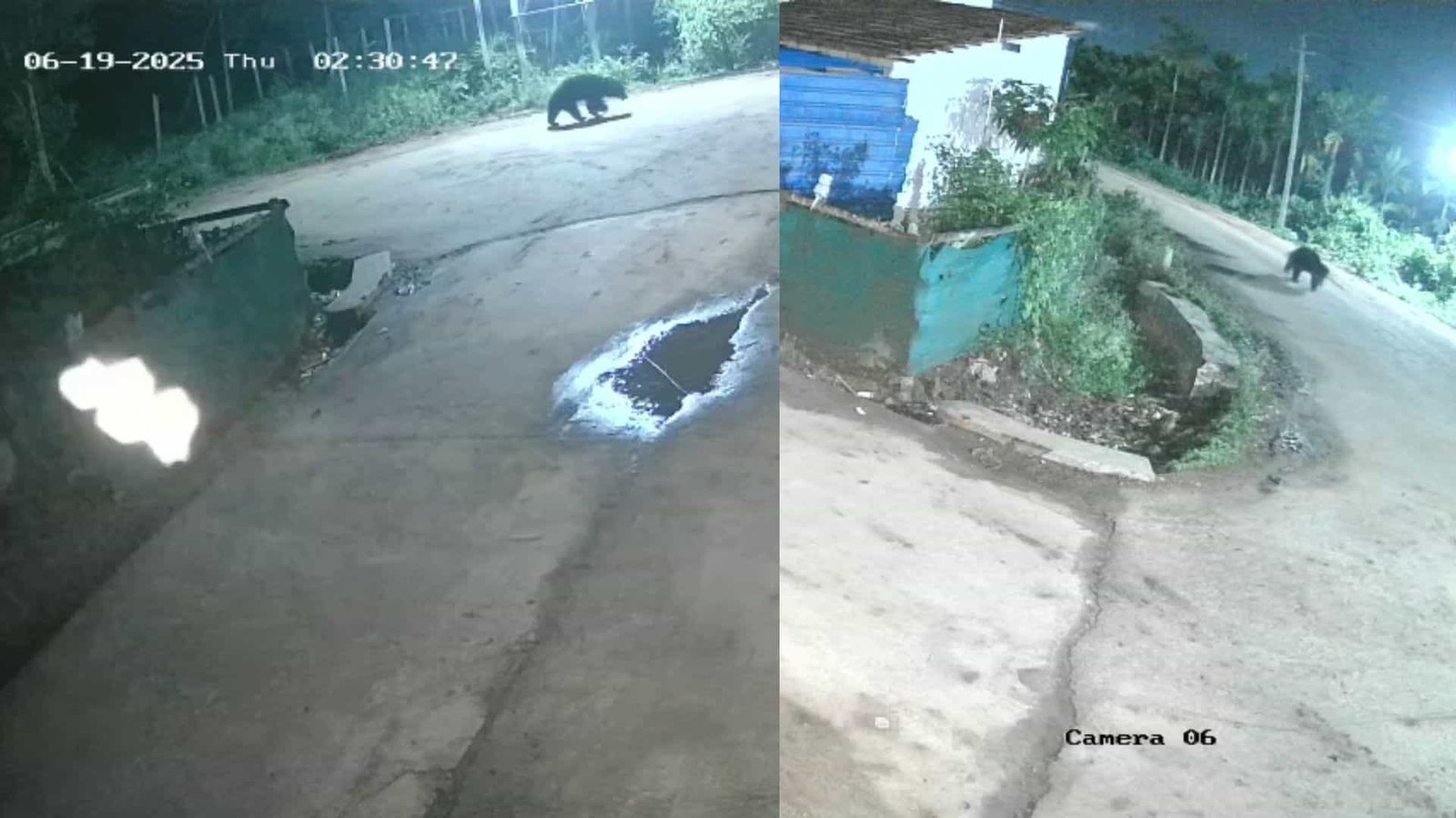 bear spotted in hadonahalli