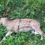 deer accident