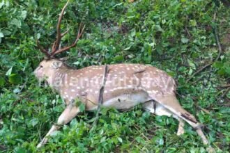 deer accident