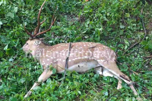 deer accident
