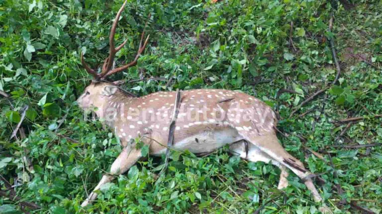 deer accident
