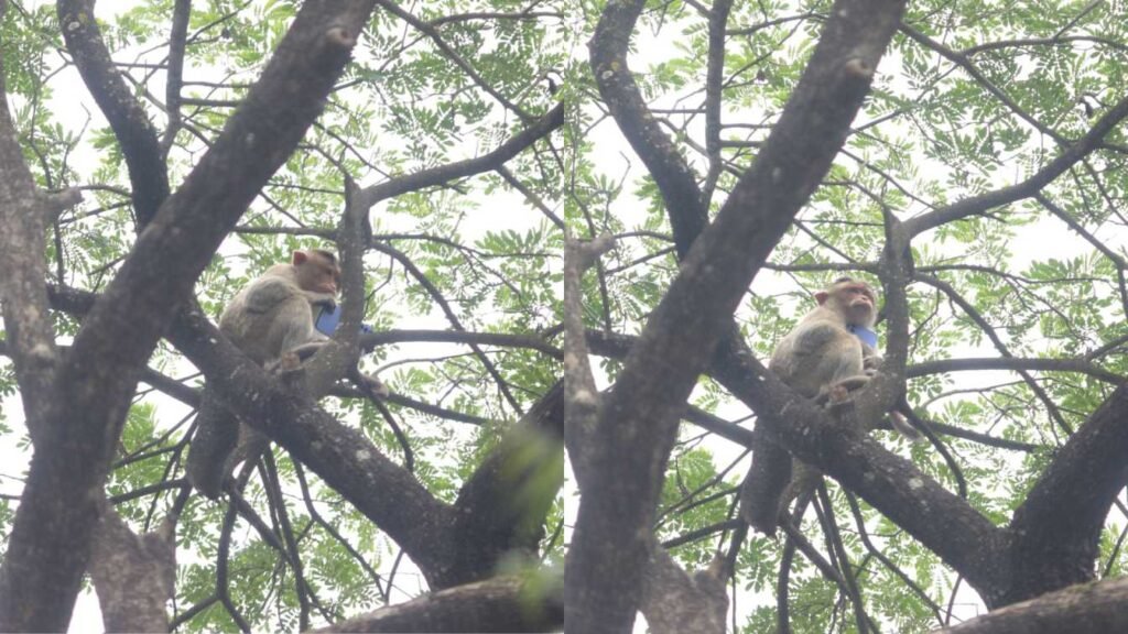 monkey holding phone