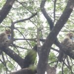 monkey holding phone