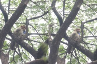 monkey holding phone