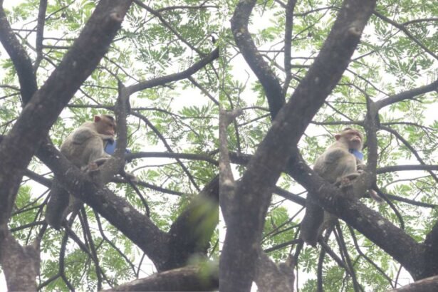 monkey holding phone