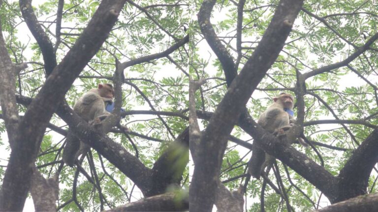 monkey holding phone