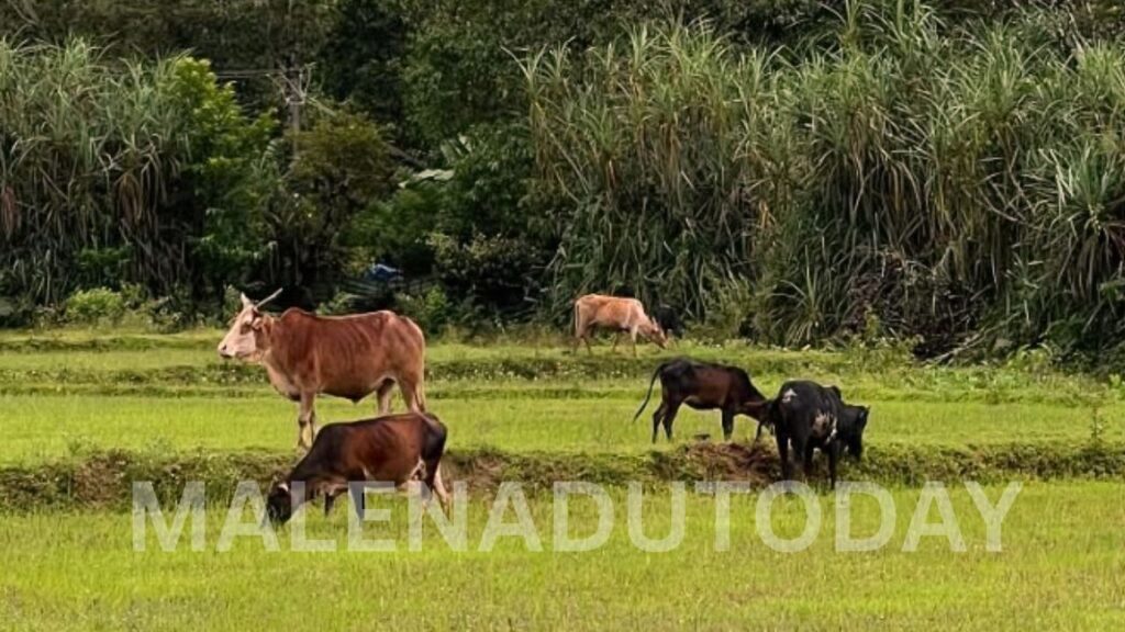 Malenadu Farmers Face Crisis as Forest Department Bans Cattle Grazing in Forests