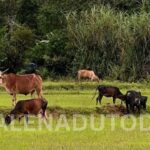 Malenadu Farmers Face Crisis as Forest Department Bans Cattle Grazing in Forests