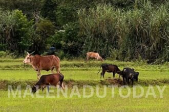 Malenadu Farmers Face Crisis as Forest Department Bans Cattle Grazing in Forests