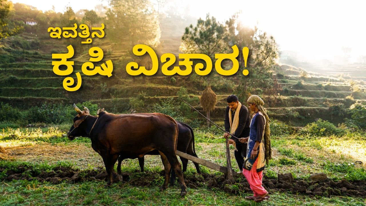 agriculture Department : ಬಿತ್ತನೆ ಬೀಜ ಮತ್ತು ರಸಗೊಬ್ಬರದ ದಾಸ್ತಾನು ಎಷ್ಟಿದೆ ಗೊತ್ತಾ | ಕೃಷಿ ಇಲಾಖೆಯ ಮಾಹಿತಿ ಇಲ್ಲಿದೆ ನೋಡಿ 1 Malenadu Today