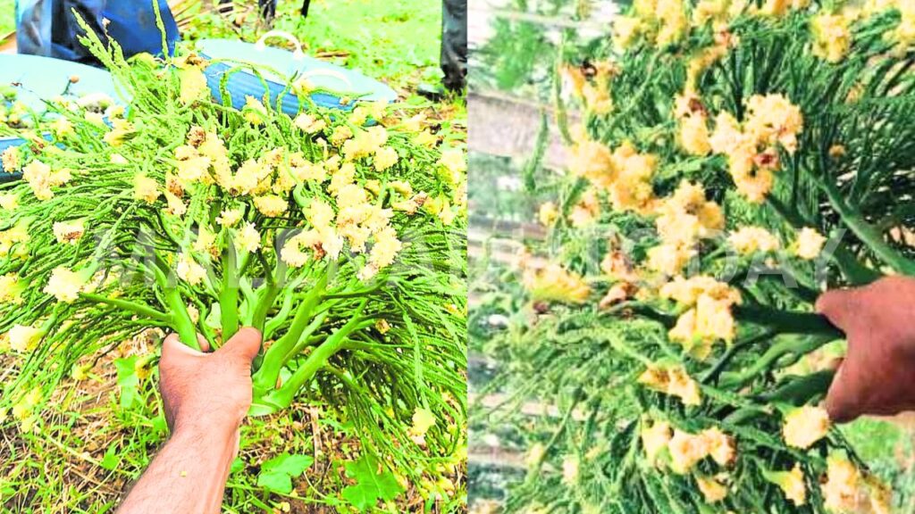 yellow areca flower 31