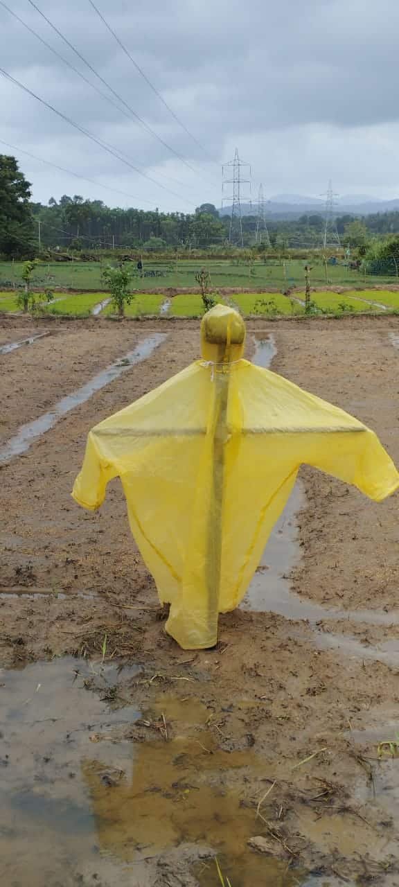 malnad news today ಹಕ್ಕಿಗಳನ್ನು ಬೆದರಿಸಲು ಮಾಡಿರುವ ದೃಷ್ಟಿ ಬೊಂಬೆ