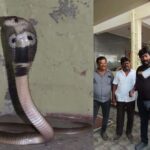 snake rescue ನಾಗರ ಹಾವನ್ನು ರಕ್ಷಿಸಿದ ಸ್ನೇಕ್​ ಕಿರಣ್​