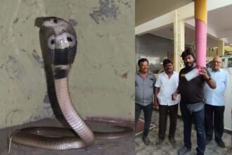 snake rescue ನಾಗರ ಹಾವನ್ನು ರಕ್ಷಿಸಿದ ಸ್ನೇಕ್​ ಕಿರಣ್​