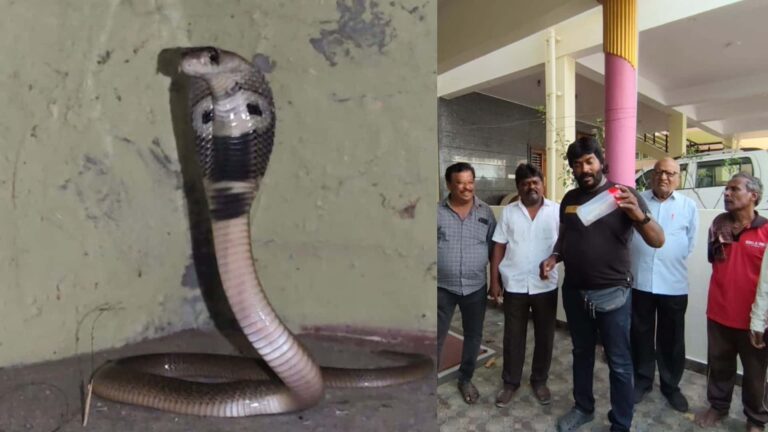 snake rescue ನಾಗರ ಹಾವನ್ನು ರಕ್ಷಿಸಿದ ಸ್ನೇಕ್ ಕಿರಣ್